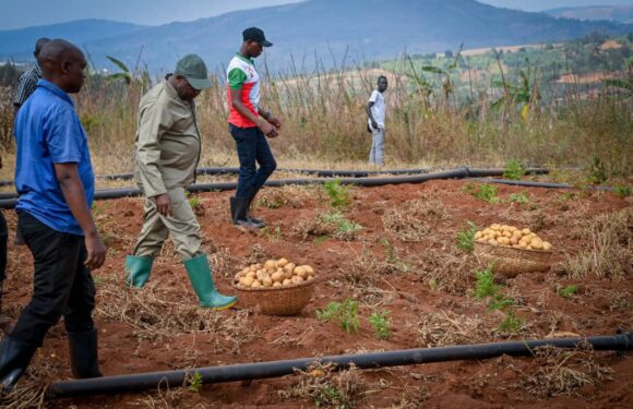 Burundi : Ndayishimiye au centre agro-pastoral modèle de Bugendana, Gitega