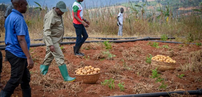 Burundi : Ndayishimiye au centre agro-pastoral modèle de Bugendana, Gitega