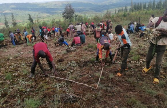 Burundi : Le CNDD-FDD Shombo prépare un champ pour le café à Karusi