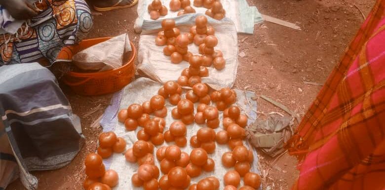 Burundi : Les techniques modernes boostent la tomate à Cankuzo