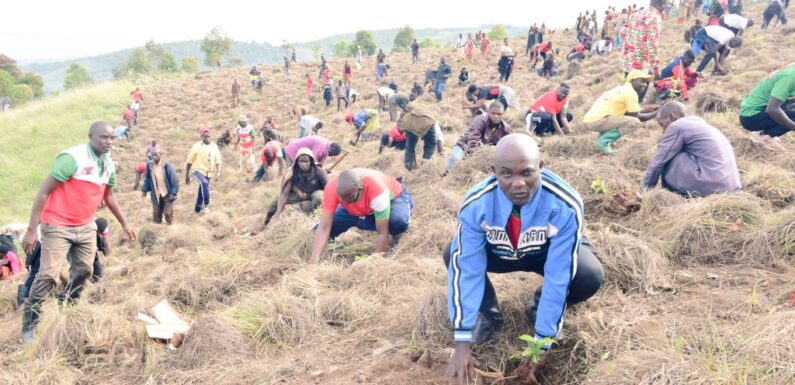 Burundi : Plantation de plants de caféiers à Banda, Karusi