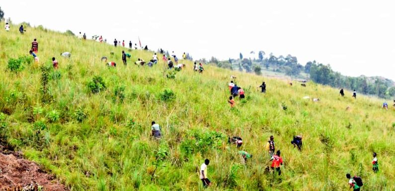 Burundi / TDC : Mbarushimana,CNDD-FDD, plante des eucalyptus à Cankuzo