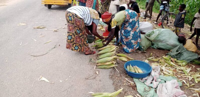 Burundi : Bubanza s’épanouit dans un commerce de maïs florissant