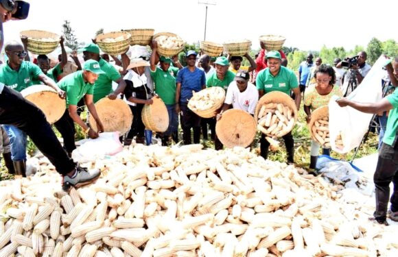 Burundi : Honorable Sinzohagera récolte du maïs à Nyakagunda , Cibitoke