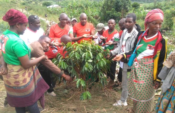 Burundi : TDC – Le CNDD-FDD récolte 50 kg de café à Gashurushuru, Ruyigi.
