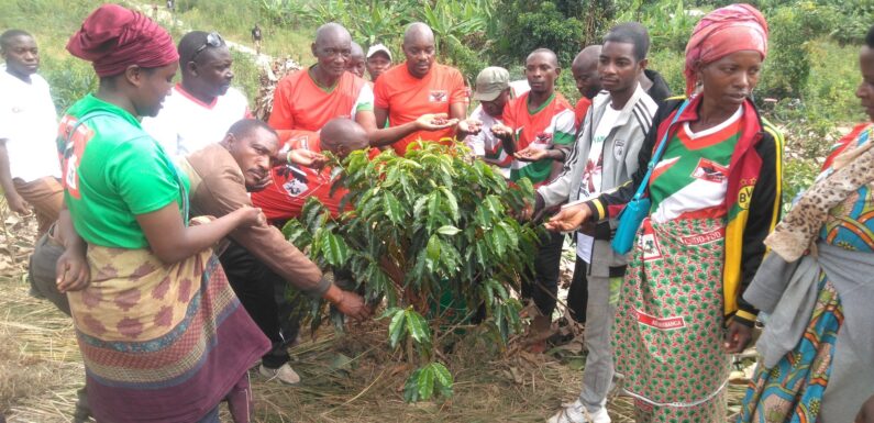 Burundi : TDC – Le CNDD-FDD récolte 50 kg de café à Gashurushuru, Ruyigi.