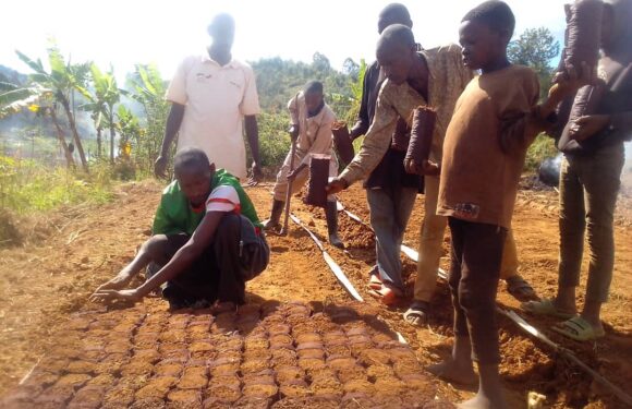 Burundi : TDC – Plantation d’avocats en colline Kamaramagambo, à Musongati, Rutana.