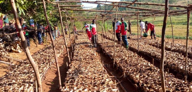 Burundi : Évaluation du projet avocatiers par le CNDD-FDD Kirundo.