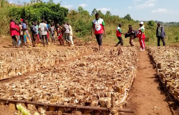 Burundi :  Le CNDD-FDD visite des plantations d’avocats à Kirundo.