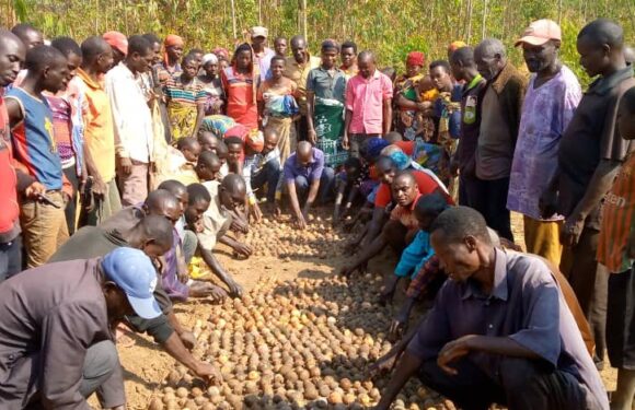 Burundi : La colline Ngomante à Rutana prépare des pépinières d’avocatiers.