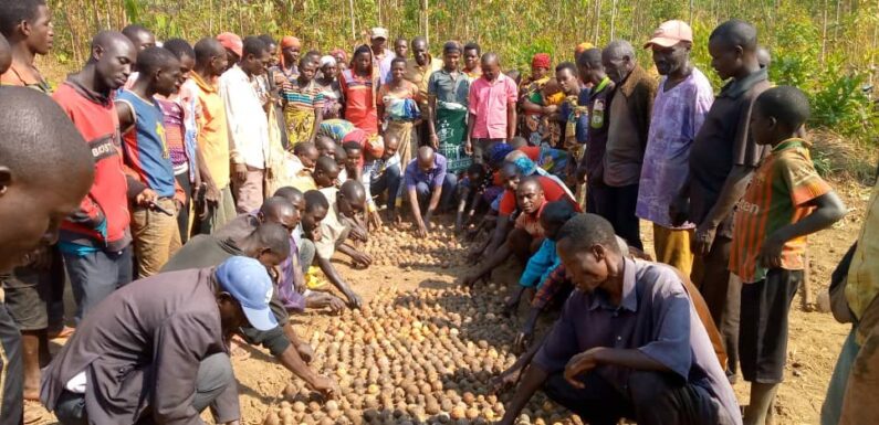 Burundi : La colline Ngomante à Rutana prépare des pépinières d’avocatiers.