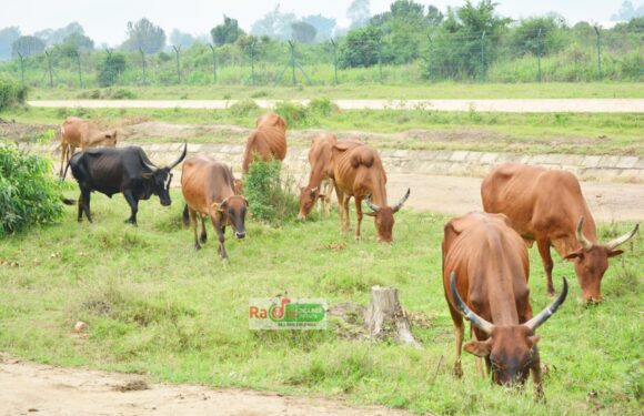 Burundi : La vache – inka -, l’esprit qui traverse nos quatre mondes.