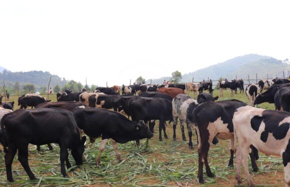 Burundi : Le PRRPB distribue 360 vaches Frisonne à Isale, Bujumbura.