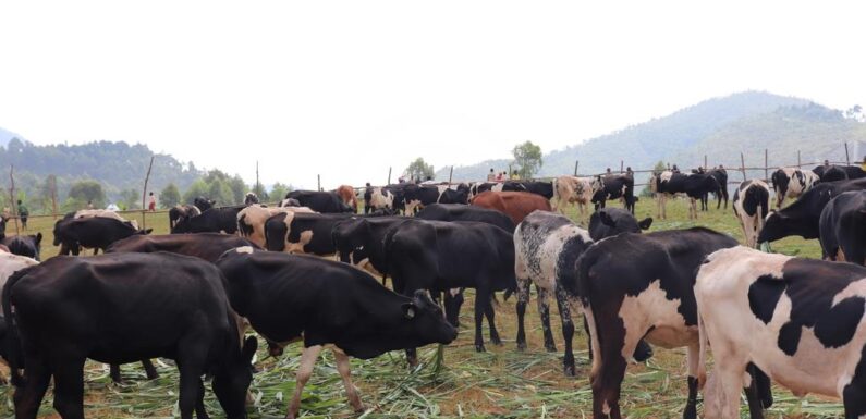 Burundi : Le PRRPB distribue 360 vaches Frisonne à Isale, Bujumbura.
