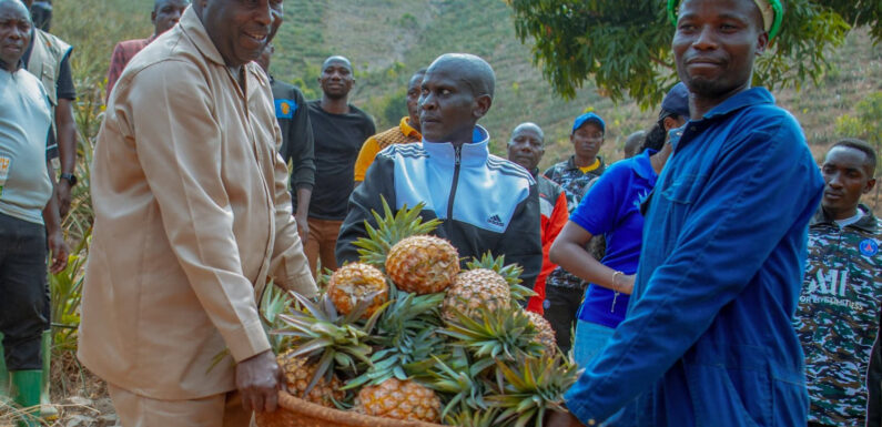 Burundi : Le Président Ndayishimiye visite une plantation d’ananas à Rutana.