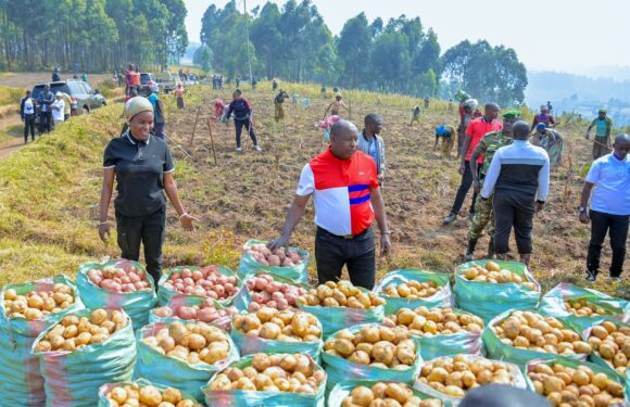 Burundi : Récolte de 30 tonnes de pommes de terre à Bugarama, Muramvya.