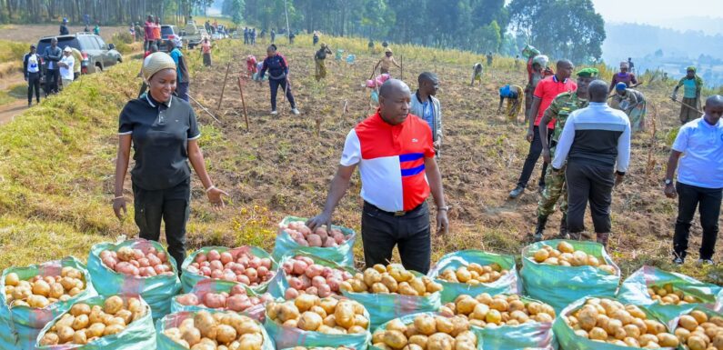 Burundi : Récolte de 30 tonnes de pommes de terre à Bugarama, Muramvya.