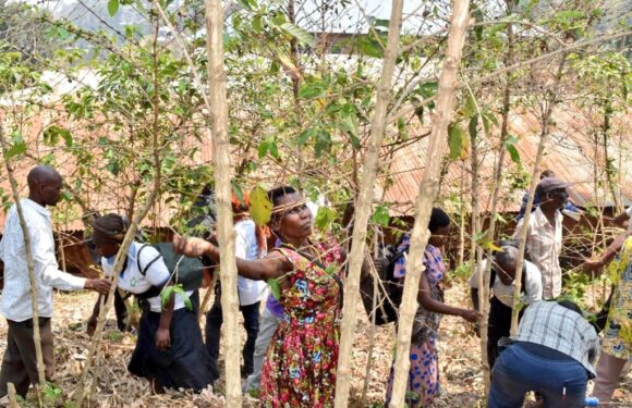 Burundi : Campagne de taille et de paillage des caféiers à Kanyosha.