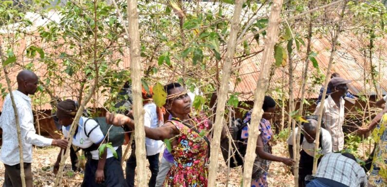 Burundi : Campagne de taille et de paillage des caféiers à Kanyosha.