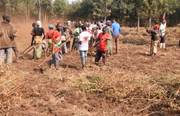 Burundi : Aménagement de 7 hectares pour des avocatiers à Mwaro.