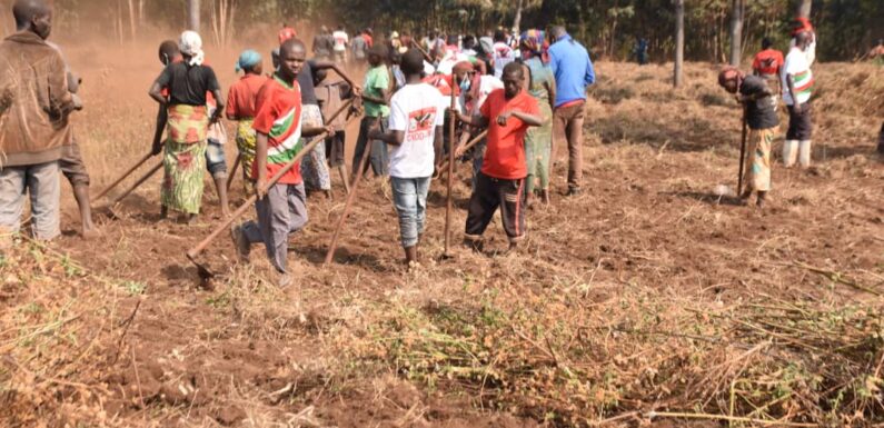 Burundi : Aménagement de 7 hectares pour des avocatiers à Mwaro.