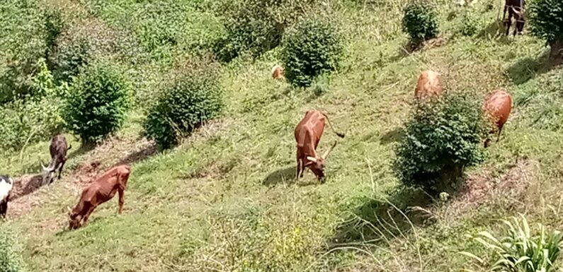 Burundi : Les agri-éleveurs de Mwumba à Ngozi face à de graves difficultés.