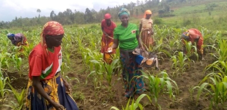 Burundi : 2,5 tonnes de maïs attendues à Muhanga, Kayanza.