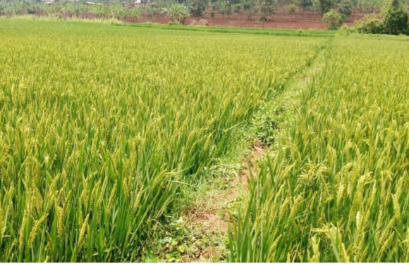 Burundi / Chine : Succès agricole en riziculture hybride à Rutana.