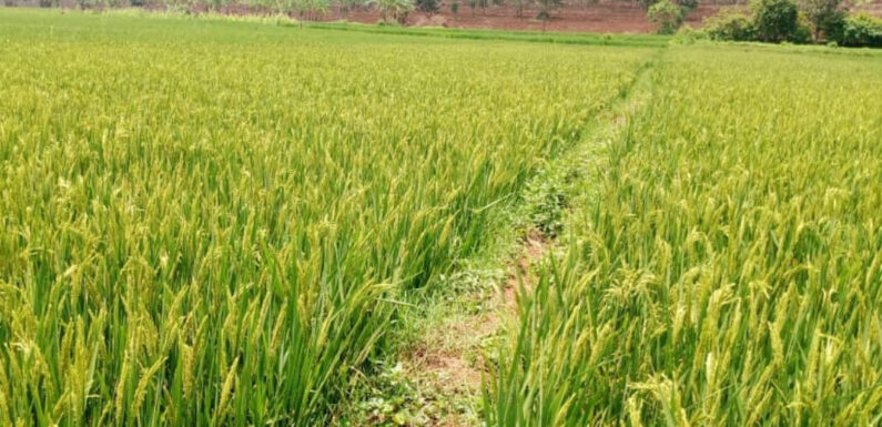 Burundi / Chine : Succès agricole en riziculture hybride à Rutana.