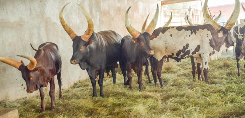 Burundi : Vache Ankolé, en voie de préservation à Karusi.