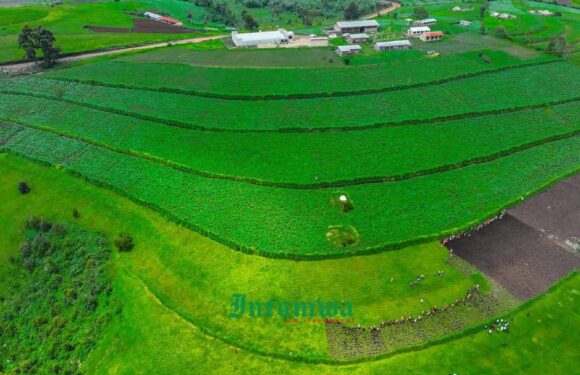 Burundi : Ndikuriyo visite des champs de pommes de terre et de maïs à Mukike, Bujumbura.