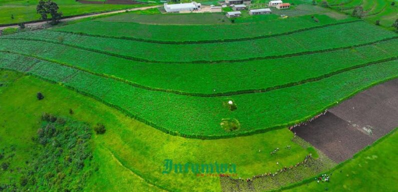 Burundi : Ndikuriyo visite des champs de pommes de terre et de maïs à Mukike, Bujumbura.