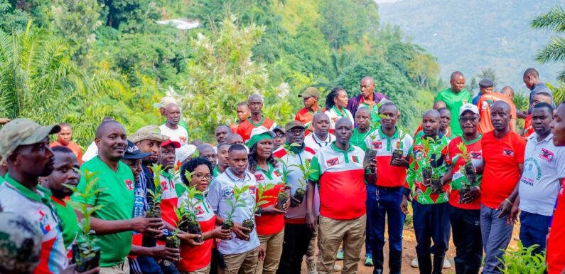 Burundi : Le CNDD-FDD plante des caféiers à Mukaza, Bujumbura.